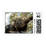 Binturong / Bearcat Stamp