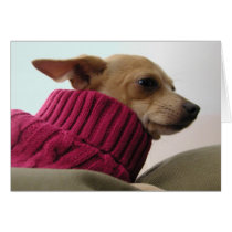 Binx in a sweater cards