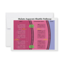Biochemical Malate Aspartate Shuttle Diagram Personalized Announcement