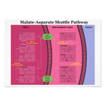 Biochemical Malate Aspartate Shuttle Diagram Personalized Announcement