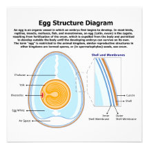 Biological Diagram of the Anatomy of an Egg Custom Invitation