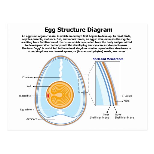 Biological Diagram of the Anatomy of an Egg Postcard Zazzle