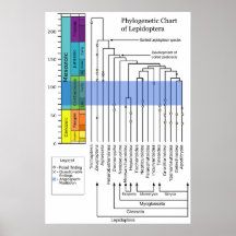 Biological Phylogenetic Chart of Lepidopteras Poster