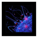 Biology: attraction posters