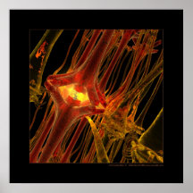 Biology: communication #1 print