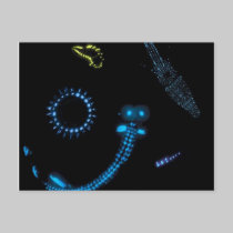 bioluminescent critters postcards by carlajean42 bioluminescent critters postcards