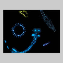 bioluminescent critters postcards