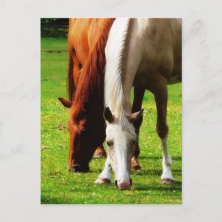 Biracial Horse Couple postcard