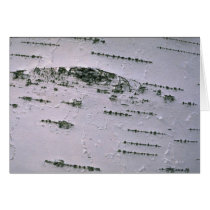 Birch bark detail greeting cards