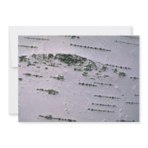 Birch bark detail invites