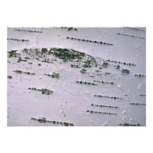 Birch bark detail invites