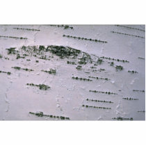 Birch bark detail photo cutouts