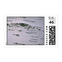 Birch bark detail postage stamp