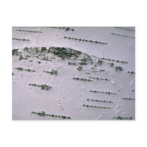 Birch bark detail post card