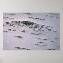 Birch bark detail posters