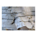 Birch Bark print
