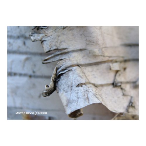 Birch Bark print