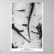 Birch Bark Print