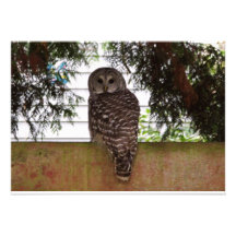 Birch Bay Owl Personalized Invitation