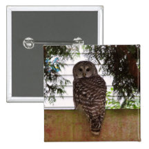 Birch Bay Owl Pinback Button