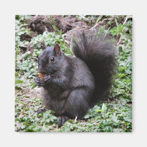 BIRCH BAY SQUIRREL MAGNETS