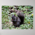 BIRCH BAY SQUIRREL POSTER
