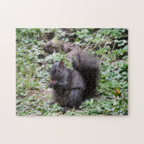 Birch Bay Squirrel puzzles