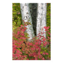 Birch Betula) trunks with Wild Currant