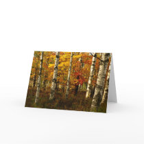 Birch Forest Greeting Card