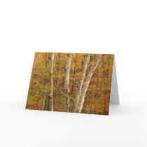 Birch Forest in Autumn Card