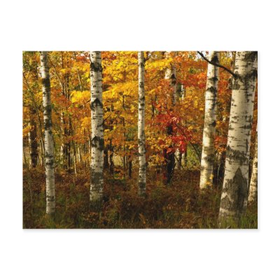 Birch Forest Postcard by churchto12