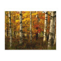 Birch Forest Postcard by churchto12 Birch Forest Postcard