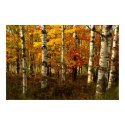 Birch Forest Poster posters by churchto12 Birch Forest Poster posters