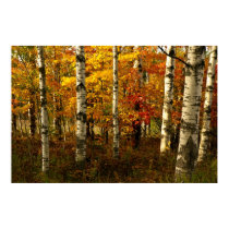 Birch Forest Poster posters by churchto12 Birch Forest Poster posters