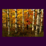 Birch Forest Poster
