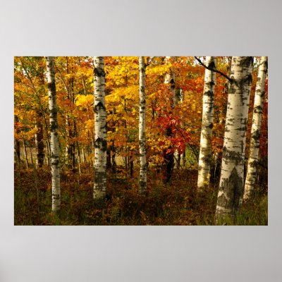 Birch Forest Poster by churchto12