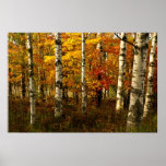 Birch Forest Poster