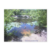 Birch Grove Park - Take a Gander at These Geese ! postcards