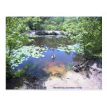 Birch Grove Park - Take a Gander at These Geese ! Post Card