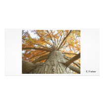 Birch in Fall Photo Cards