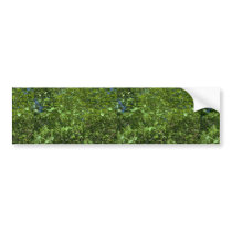 Birch leaves bumper stickers
