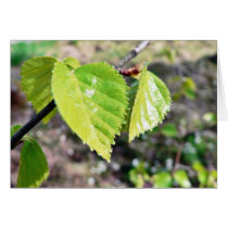 Birch Leaves Green Leaves Card