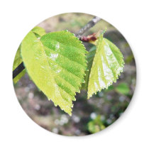 Birch Leaves Green Leaves Refrigerator Magnets
