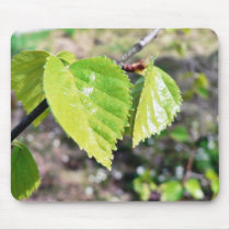 Birch Leaves Green Leaves Mouse Pads