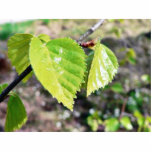 Birch Leaves Green Leaves