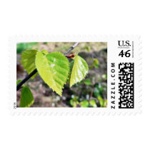 Birch Leaves Green Leaves Stamp