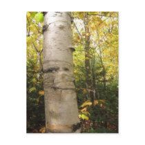 birch post card
