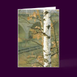 Birch Tree