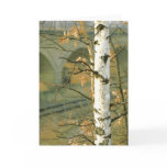 Birch Tree