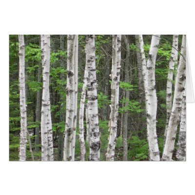 birch tree grove